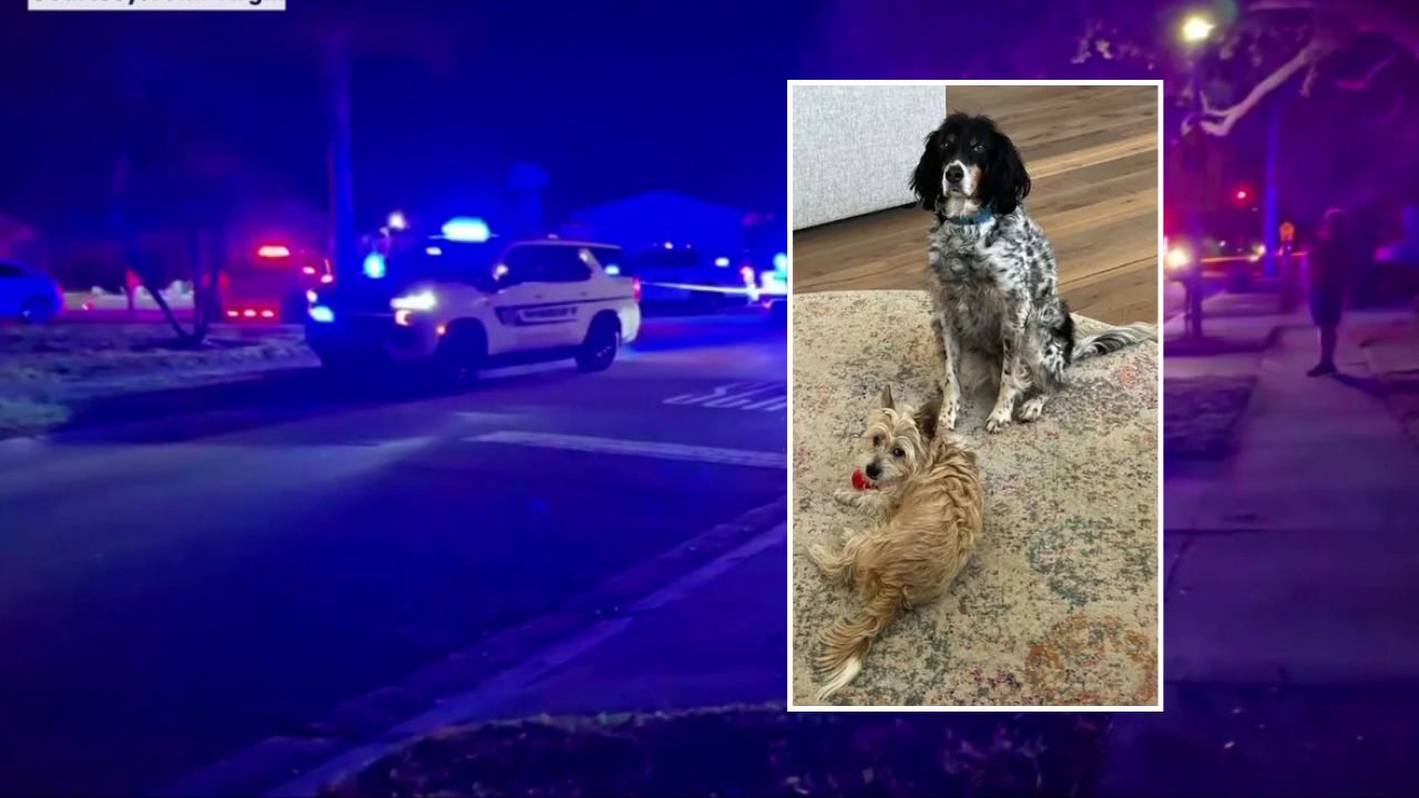 Sarasota Neighborhood Walk Turns Deadly After Unleashed Dogs Attack Family Pets